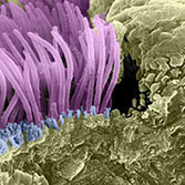 cilia/microvilli